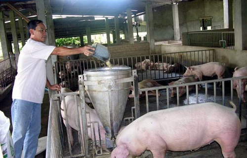 Hàng loạt công ty thức ăn chăn nuôi bị phạt nặng tại Tây Ninh