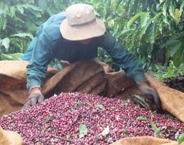 Giá nông sản hôm nay 26/3/2021: Cà phê đạt 32.400 đồng/kg, tiêu không ngừng tăng cao