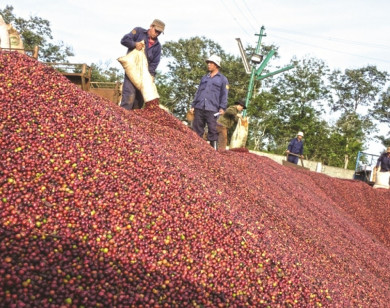 Giá nông sản ngày 21/7/2021: Cà phê quay đầu tăng 300 đồng/kg, tiêu tiếp tục giảm