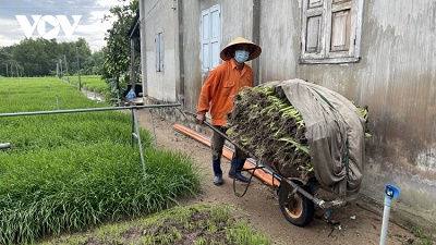 Bà Rịa-Vũng Tàu: Nhiều diện tích hẹ ở làng rau Kim Dinh phải cắt bỏ