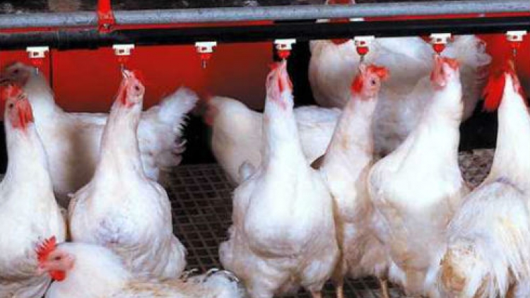 Giá gà rẻ hơn rau, hàng triệu gà giống bị đốt bỏ
