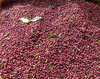 Giá nông sản ngày 20/9/2021: Cà phê cao nhất 41.000 đồng/kg, tiêu vững ở mức cao