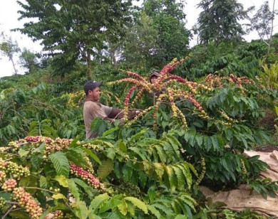 Giá nông sản ngày 23/10/2021: Cà phê tiếp tục tăng 200 - 300 đồng/kg, tiêu đi ngang