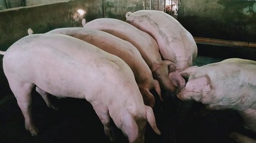 Cập nhật giá lợn hơi hôm nay 16/11/2021: Giảm từ 1.000 - 3.000 đồng/kg tại miền Bắc