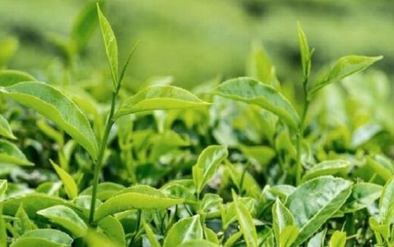 Sản xuất bột trà xanh từ lá trà phụ liệu giá rẻ