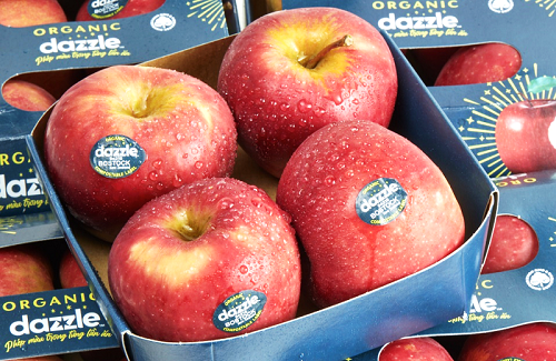 TÁO DAZZLE ORGANIC – Giống táo hữu cơ hấp dẫn và mới nhất của New Zealand chính thức ra mắt tại thị trường Việt Nam