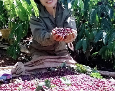 Giá nông sản ngày 10/6/2022: Cà phê Việt Nam có mặt ở hơn 80 quốc gia, tiêu đạt 75.000 đồng/kg