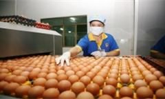 Giá trứng tăng cao vì thiếu nguồn cung cấp