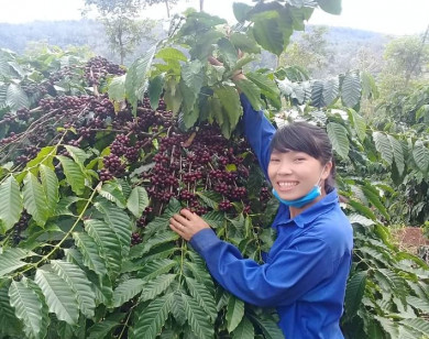 Giá nông sản ngày 9/7/2022: Cà phê quay đầu tăng, tiêu tiếp tục giảm 500 đồng/kg