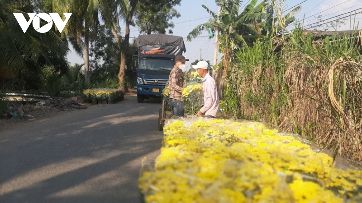 Hơn 50% giỏ hoa Tết ở Tiền Giang đã được bán ngay tại ruộng