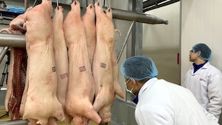 Giá lợn hơi có xu hướng giảm, xuống dưới mốc 60.000 đồng/kg